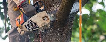 How Our Tree Care Process Works  in  Red Bay, AL